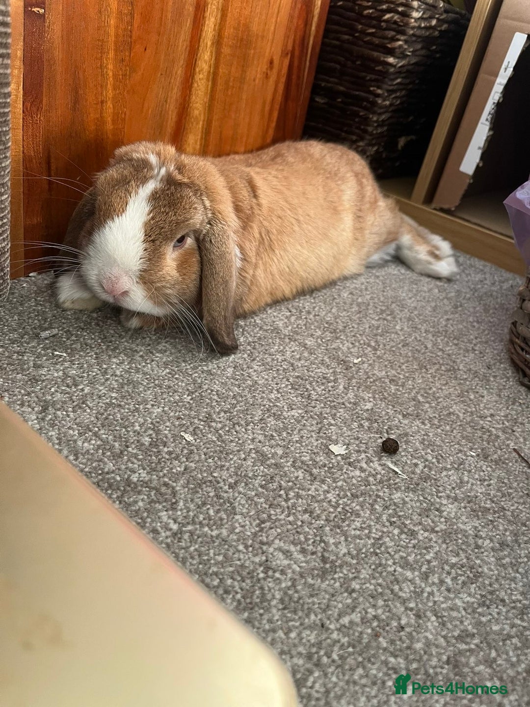 Mini Lop rabbits for sale: Gorgeous mini lop bunny - Advert 3