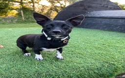 Mixed Breed dogs for sale: Chihuahua x Jack Russell Bitch - Image 5