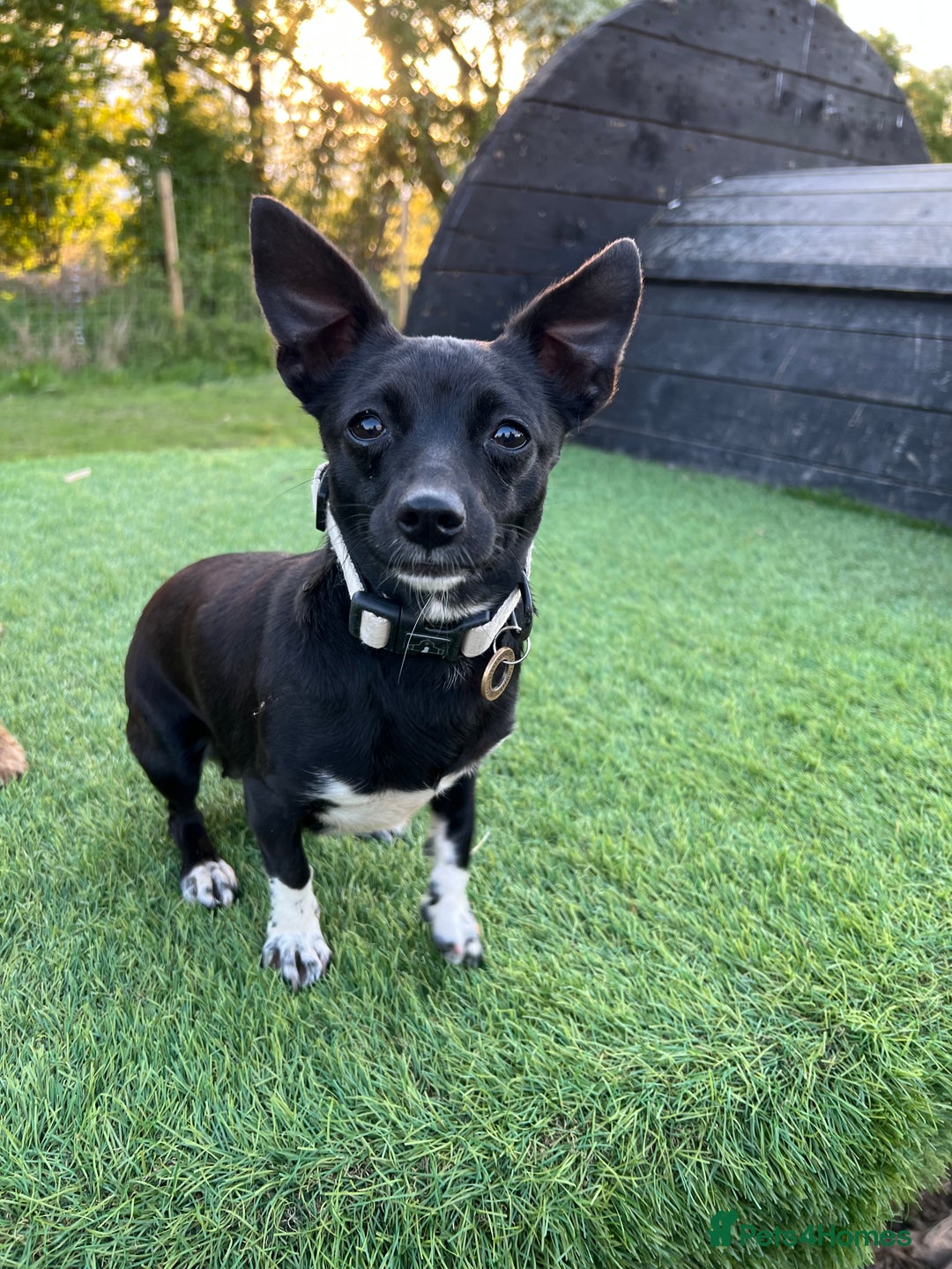 Mixed Breed dogs for sale: Chihuahua x Jack Russell Bitch - Image 5