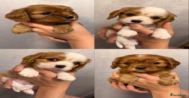 Cavalier King Charles Spaniel dogs KC Registered Cavaliers ✨ Health Tested ✨ - Advert 1