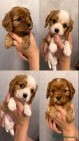 Cavalier King Charles Spaniel dogs KC Registered Cavaliers ✨ Health Tested ✨ - Advert 1