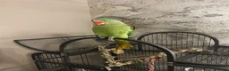 Parakeets birds for sale: Alexandrine parakeet in Bradford - Advert 1