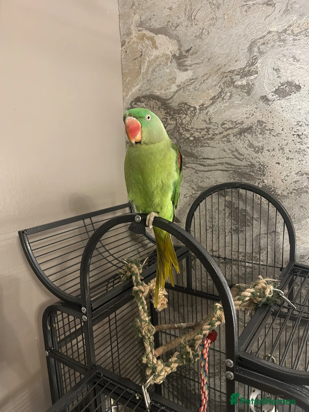 Parakeets birds for sale: Alexandrine parakeet in Bradford - Advert 1