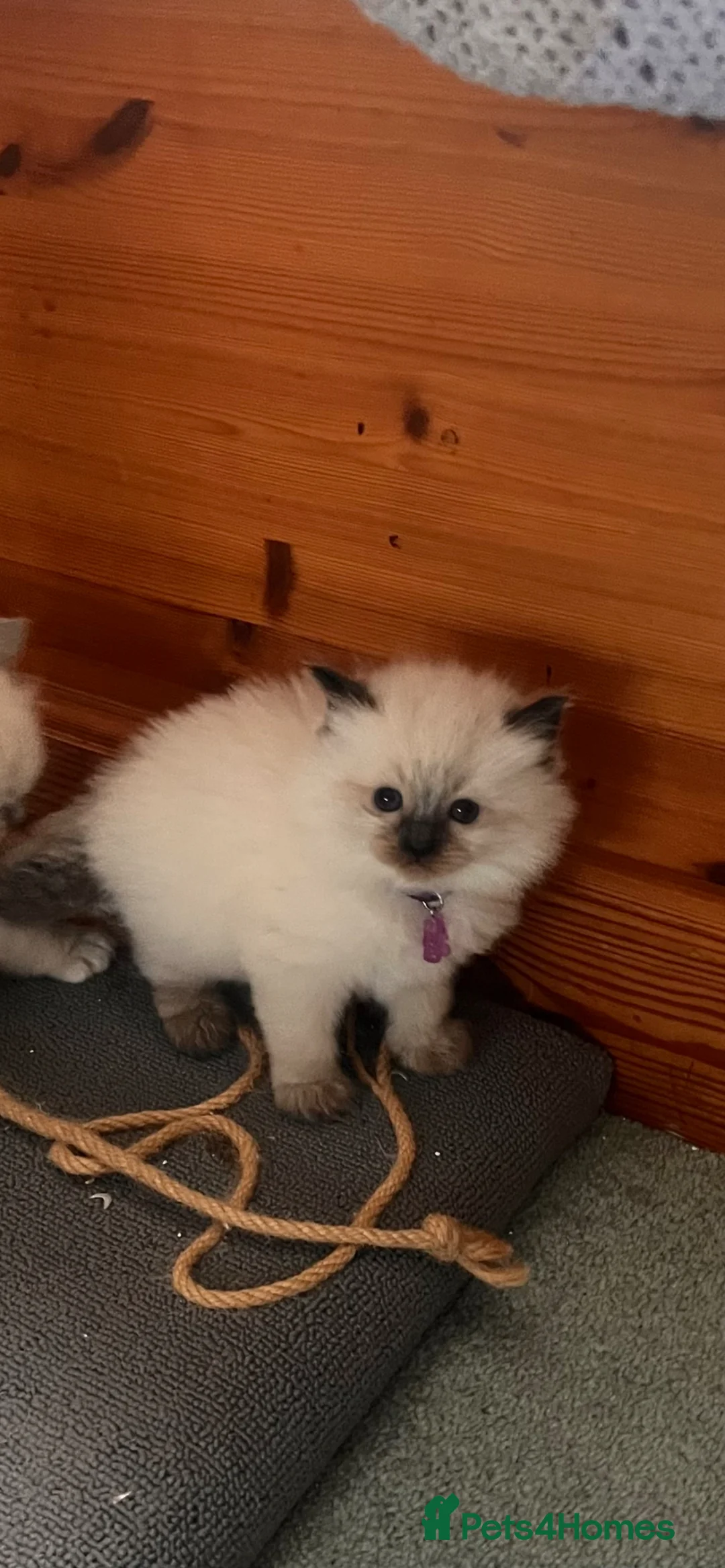 Ragdoll cats for sale: Litter of 6 ragdoll kittens - Advert 17