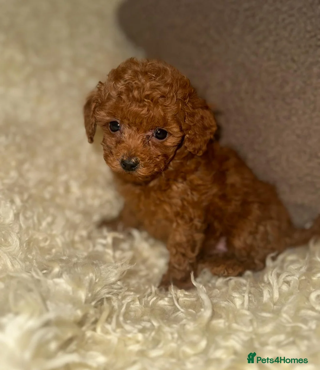 Toy Poodle dogs for sale: ❤️❤️Deep Red Petite KC Toy Poodles❤️❤️ - Advert 15