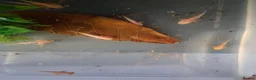 Axolotl reptiles for sale: Axolotl Eggs in Havant - Advert 4