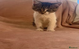 Mixed Breed cats for sale: 2 Beautiful Boys For Sale  - Image 2