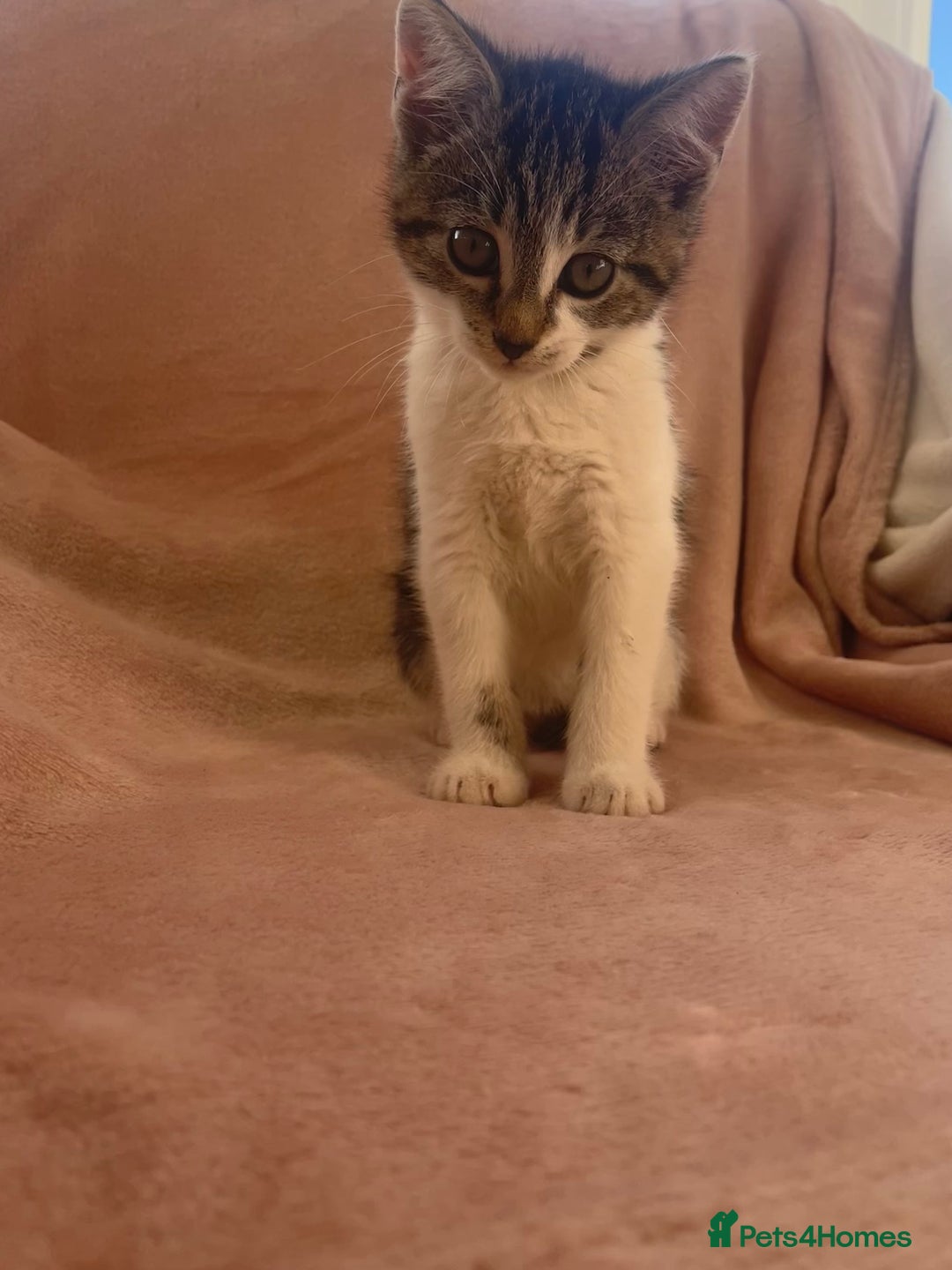 Mixed Breed cats for sale: 2 Beautiful Boys For Sale  - Image 2