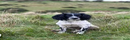 English Springer Spaniel dogs for sale: Health Tested Parents- KC Registered ESS - Advert 6