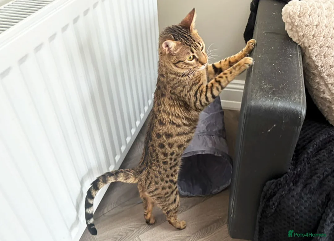 Savannah cats for sale: F5 SBT Savannah sisters Squealer, Shyler and Lily - Advert 16