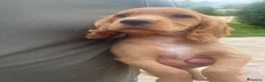 Cocker Spaniel 1