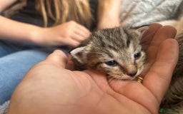 Siamese cats for sale: Siamese X Ragdoll kittens - Image 3