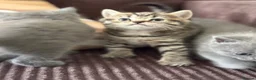 British Shorthair cats for sale: British shorthair tabby chocolate and blue girls - Advert 4
