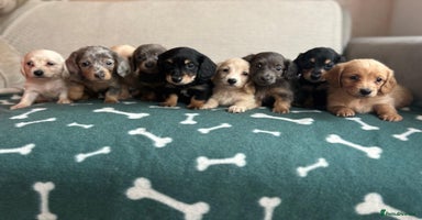 Miniature Dachshund dogs - Advert 10