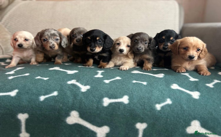 Miniature Dachshund dogs for sale - Advert 1