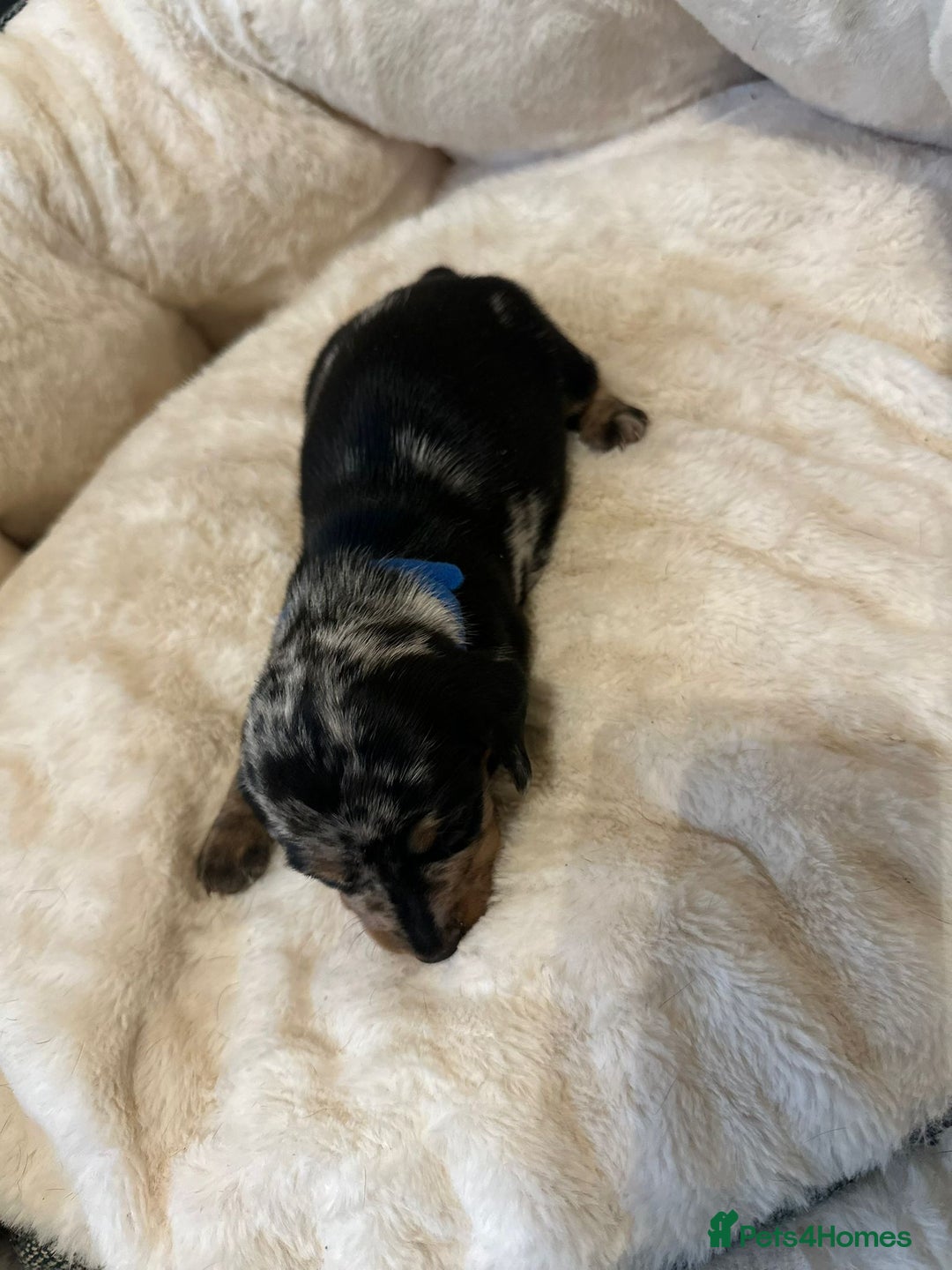 Miniature Dachshund dogs for sale: Miniature Dachshund Puppies - Advert 17