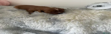 Cavalier King Charles Spaniel 2