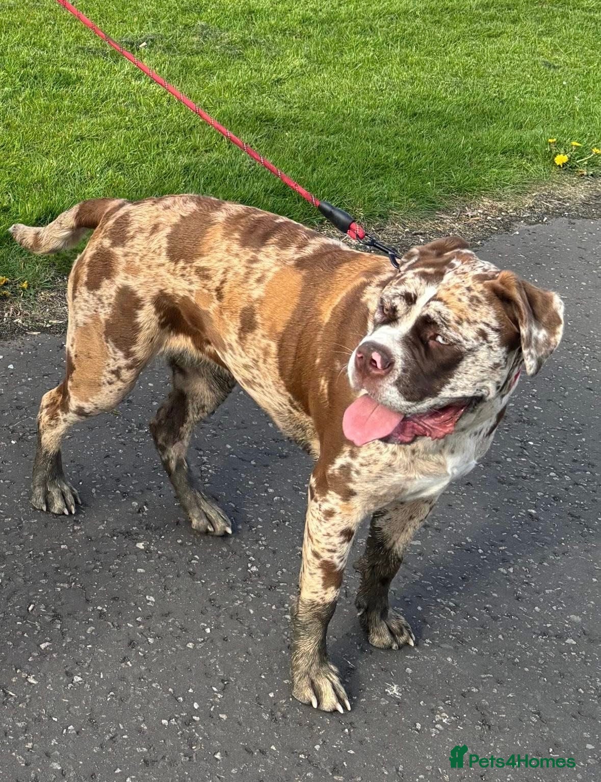 Mixed Breed dogs North American Mastiff pups due! - Advert 3