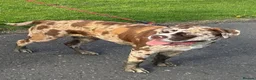 Mixed Breed dogs for sale: North American Mastiff pups due! - Advert 1