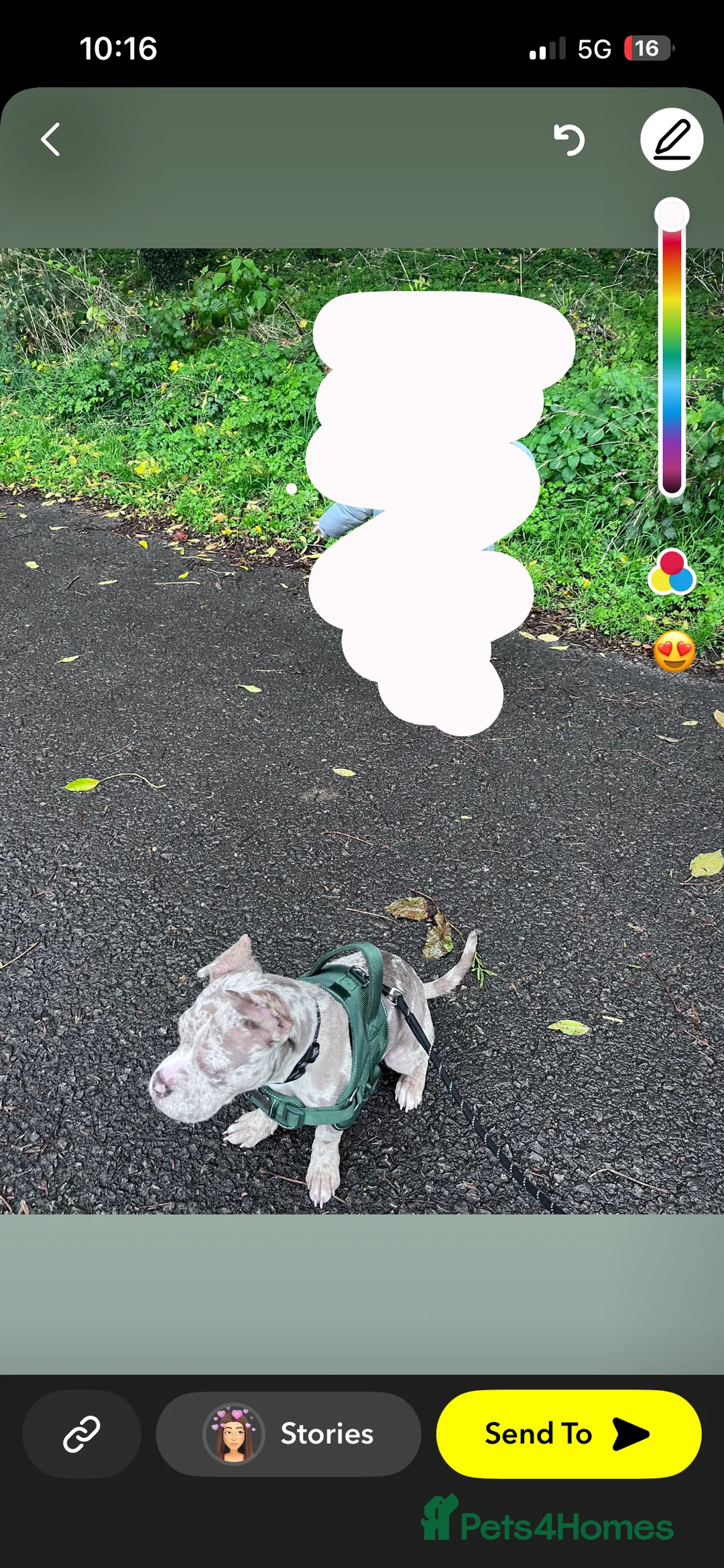 American Bully dogs for sale: Pocket X standard bully  in Bristol - Advert 9