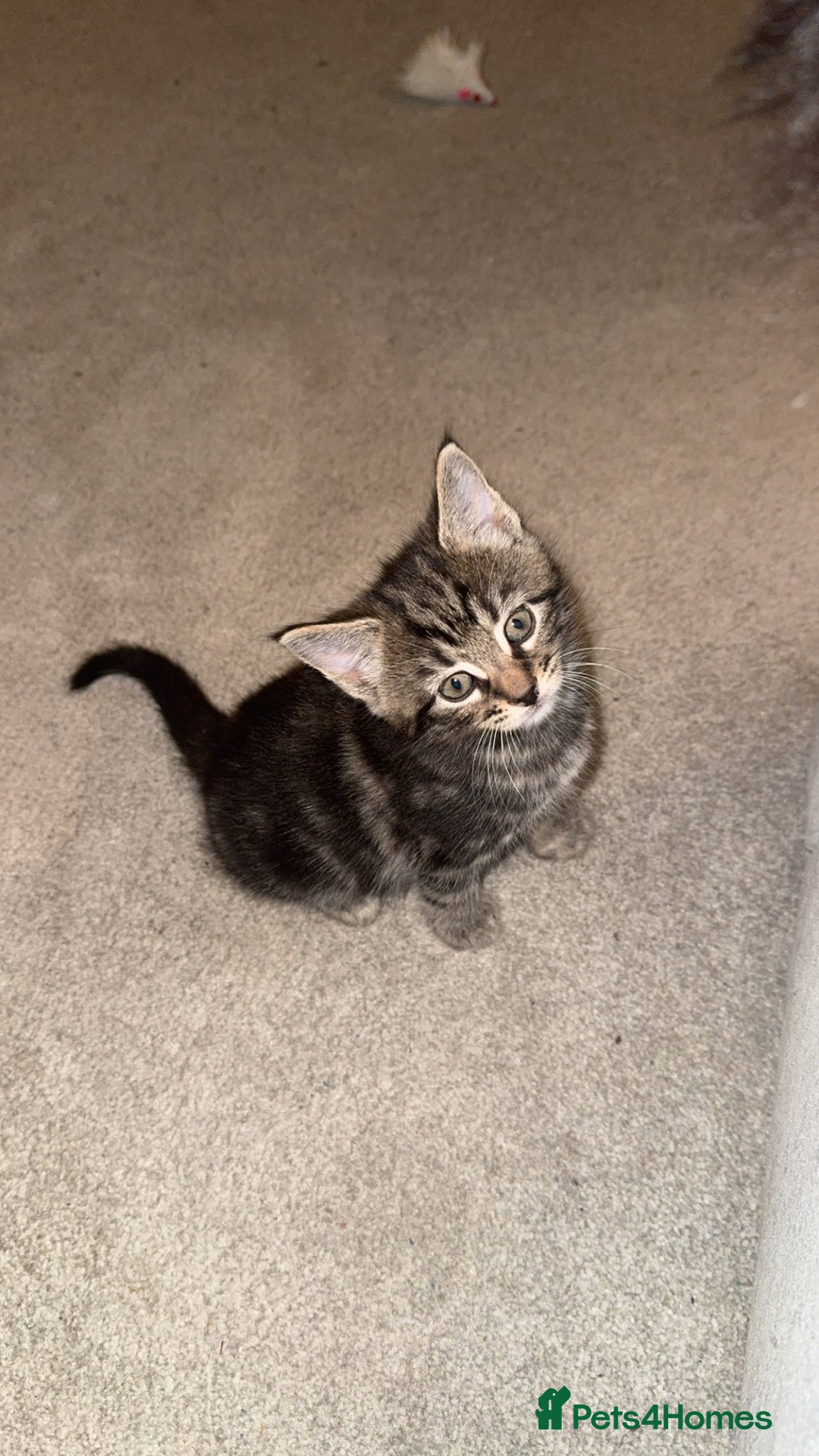 Domestic Shorthair cats for sale: Male tabby kitten - Advert 4