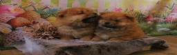 Chow Chow dogs for sale: Beautiful Chow girls available now  - Advert 10