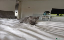 Mixed Breed cats for sale: Beautiful kittens - Image 17