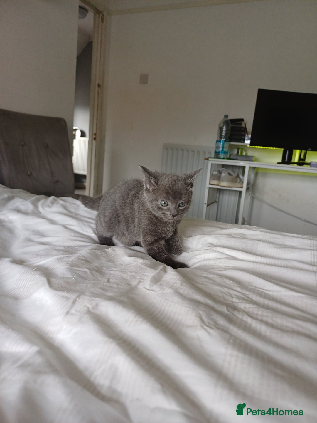 Mixed Breed cats for sale: Beautiful kittens - Image 17