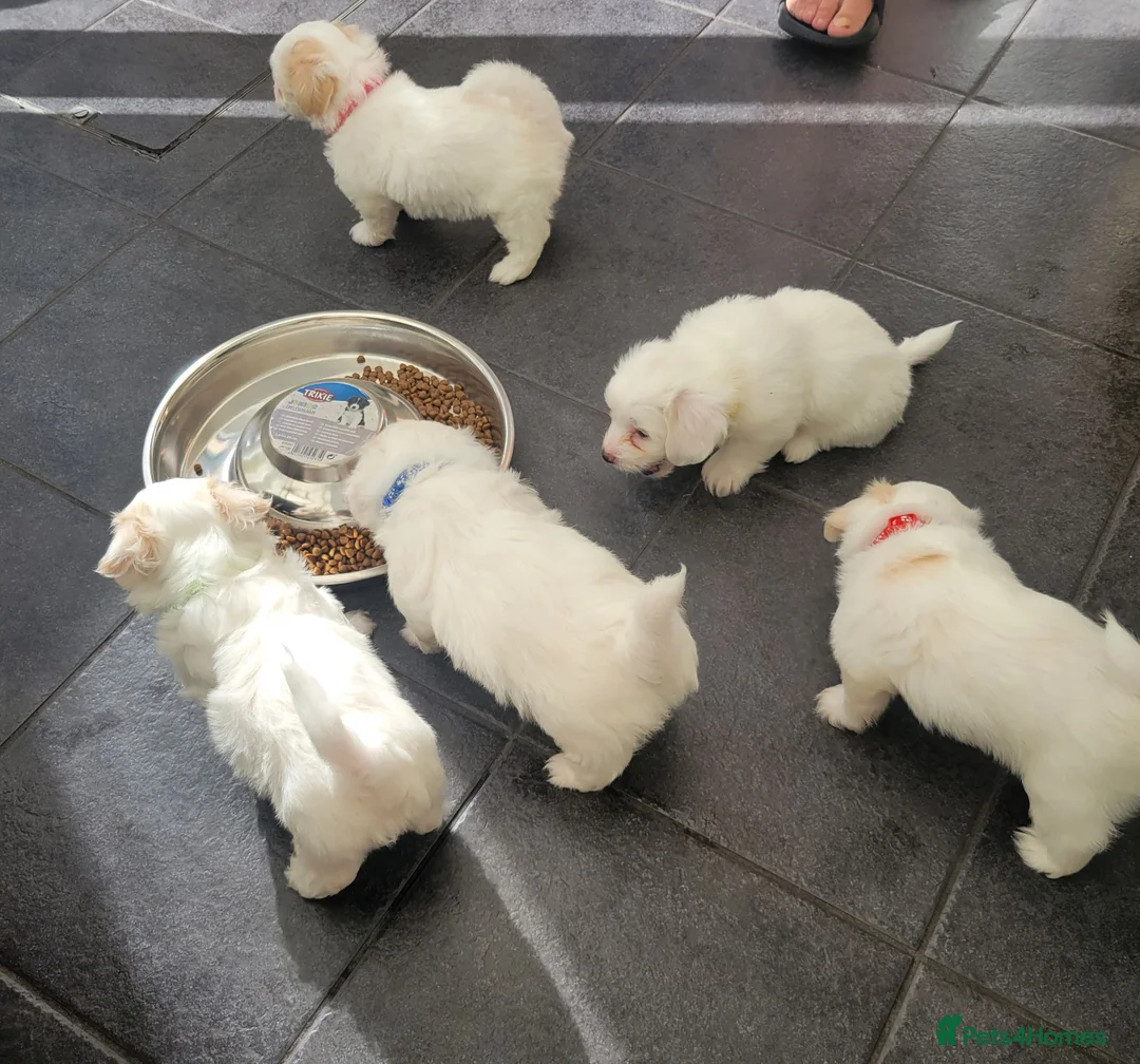 Bichon Frise dogs for sale: Bichon maltese mini  - Advert 5