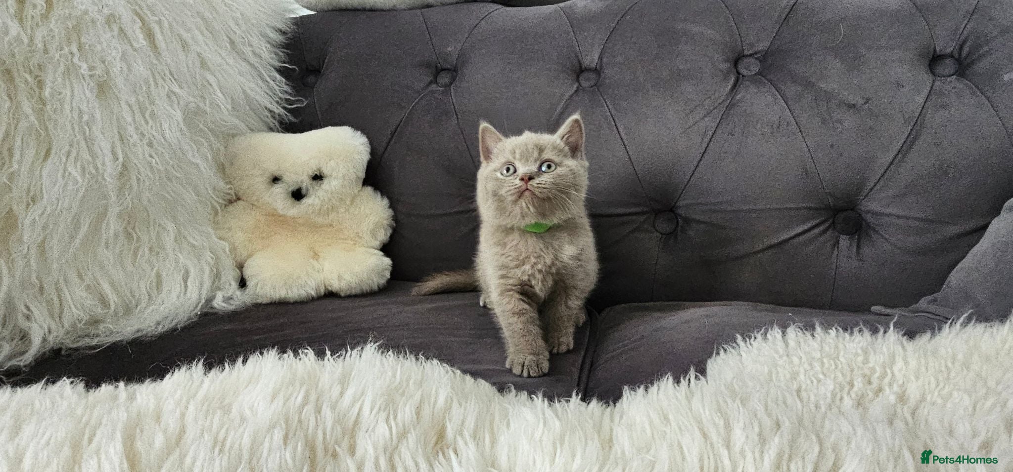 Scottish Fold cats  LILAC Scottish Fold Kitten With Straight Ears - Advert 1