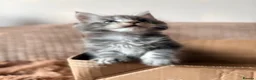 Maine Coon cats for sale: READY NOW. Tica registered mainecoon kittens - Advert 34