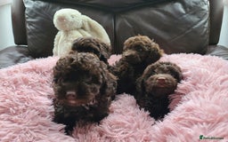 Cavapoo dogs for sale: Chocolate F1B Cavapoos. Health Tested.  - Image 24
