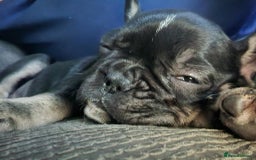 French Bulldog dogs for sale: French bulldog - Image 12