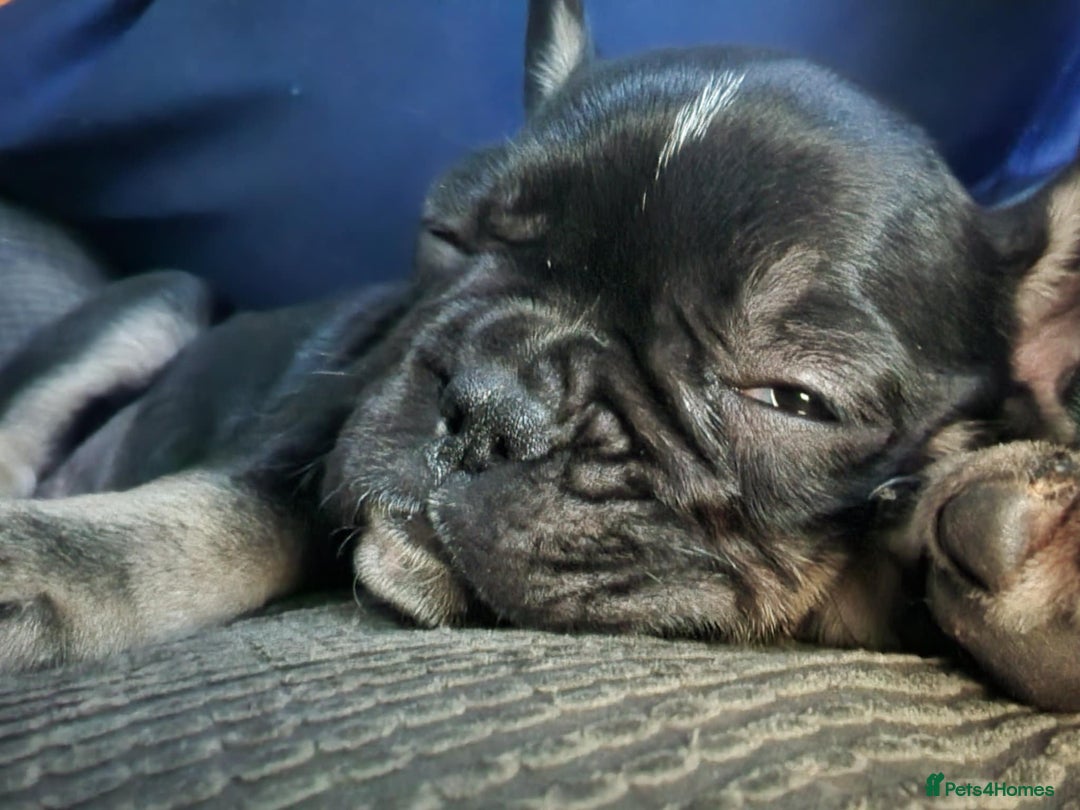 French Bulldog dogs for sale: French bulldog - Image 12