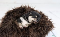 Japanese Shiba Inu dogs for sale: 	“Shiba Inu Puppies – Champion Pedigree, DNA Clear - Advert 35