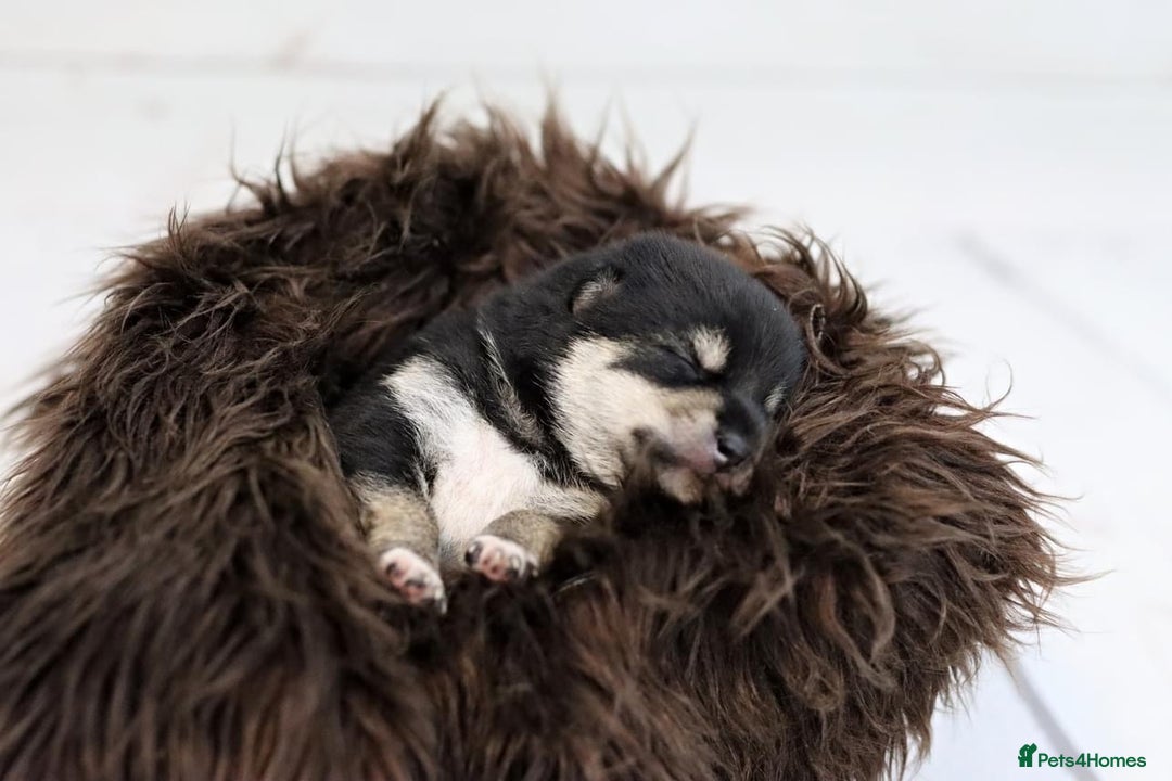 Japanese Shiba Inu dogs for sale: 	“Shiba Inu Puppies – Champion Pedigree, DNA Clear - Advert 35