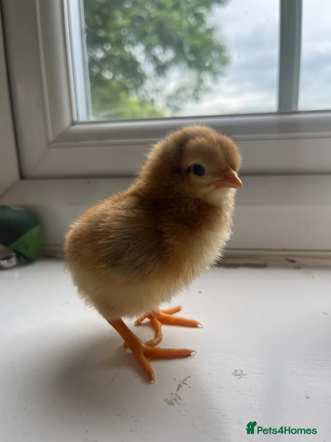 Chickens poultry for sale: Newly hatched chicks in Lincoln - Advert 1