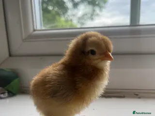 Chickens poultry Newly hatched chicks - Advert 12
