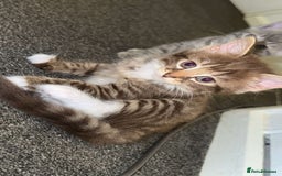 Siberian cats for sale: READY NOW Longhaired grey ginger Siberian kittens - Image 1