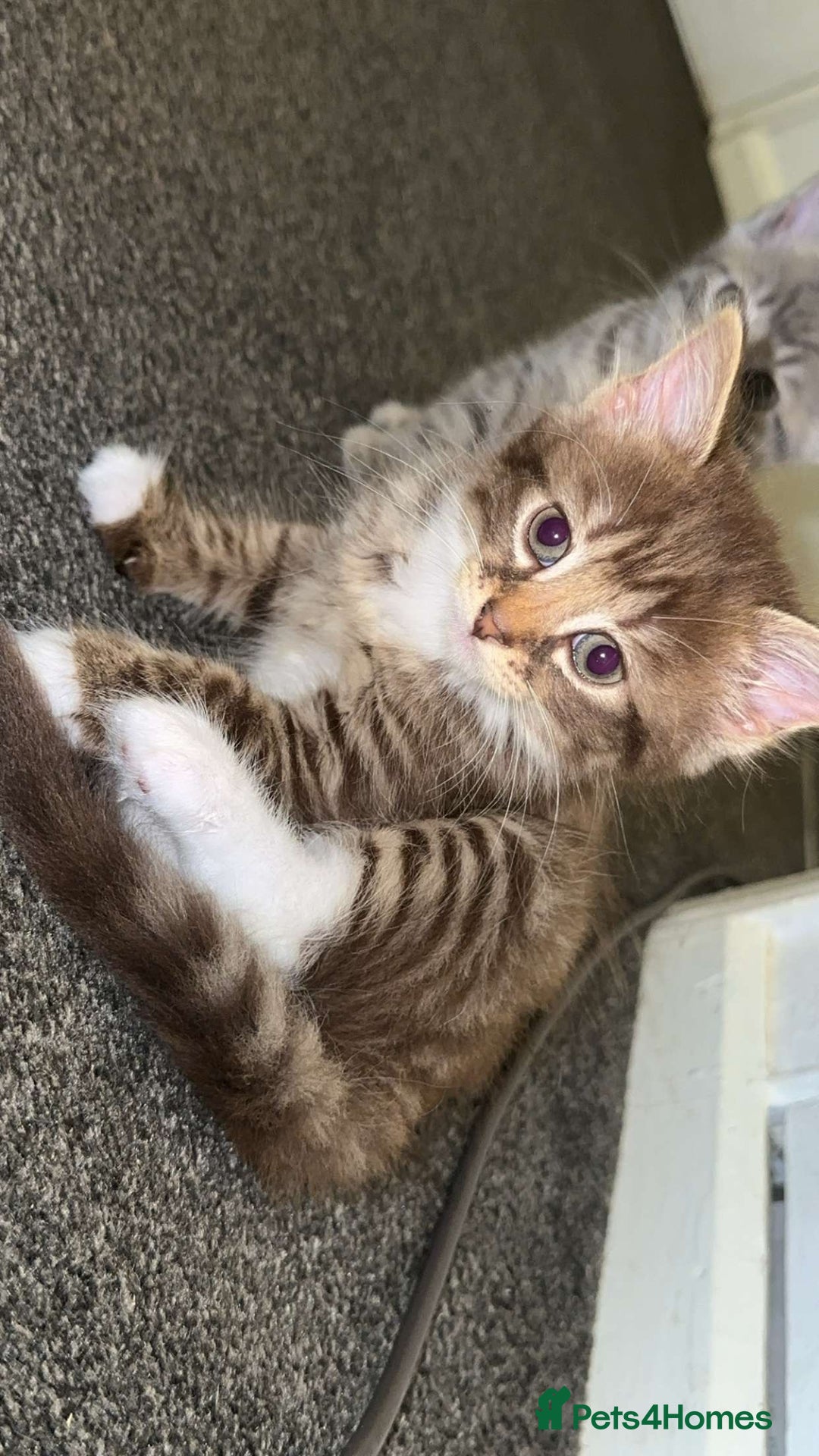 Siberian cats for sale: READY NOW Longhaired grey ginger Siberian kittens - Image 1