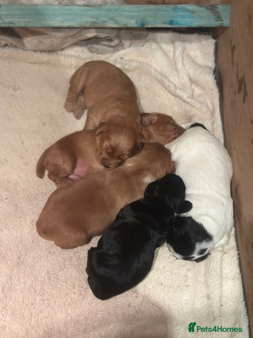 Cocker Spaniel dogs for sale: Working cocker spaniel puppies for sale - Advert 13