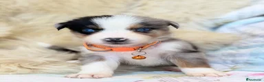 Bernese Mountain Dog 4