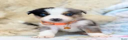 Bernese Mountain Dog dogs for sale: Stunning boy and girls available  - Advert 12
