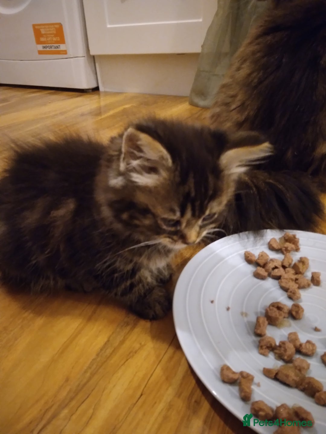 Mixed Breed cats for sale: Scottish fold cross kitten  - Image 6