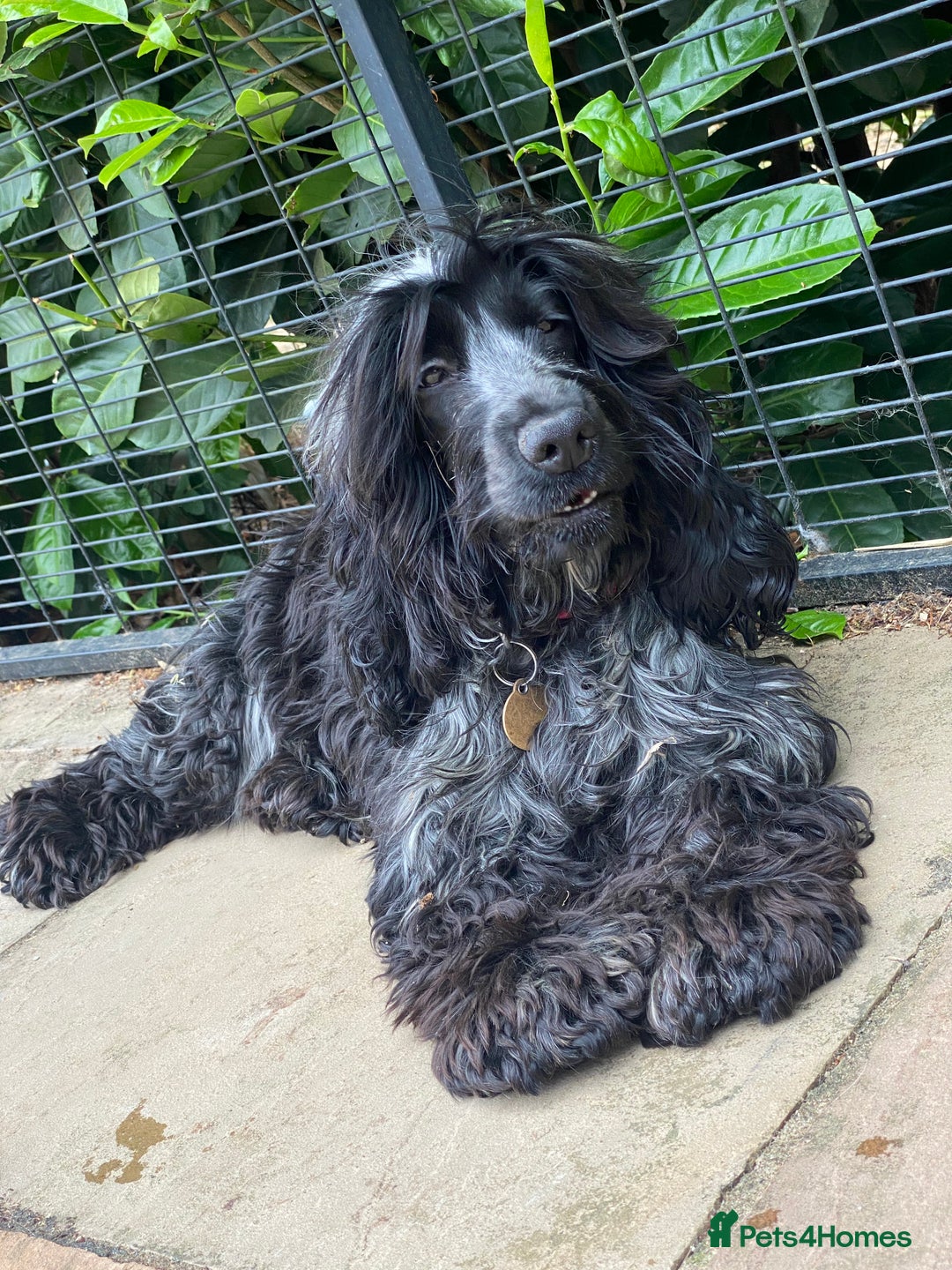 Cocker Spaniel dogs for sale: ‼️ ATTENTION PLEASE ‼️ - Advert 1