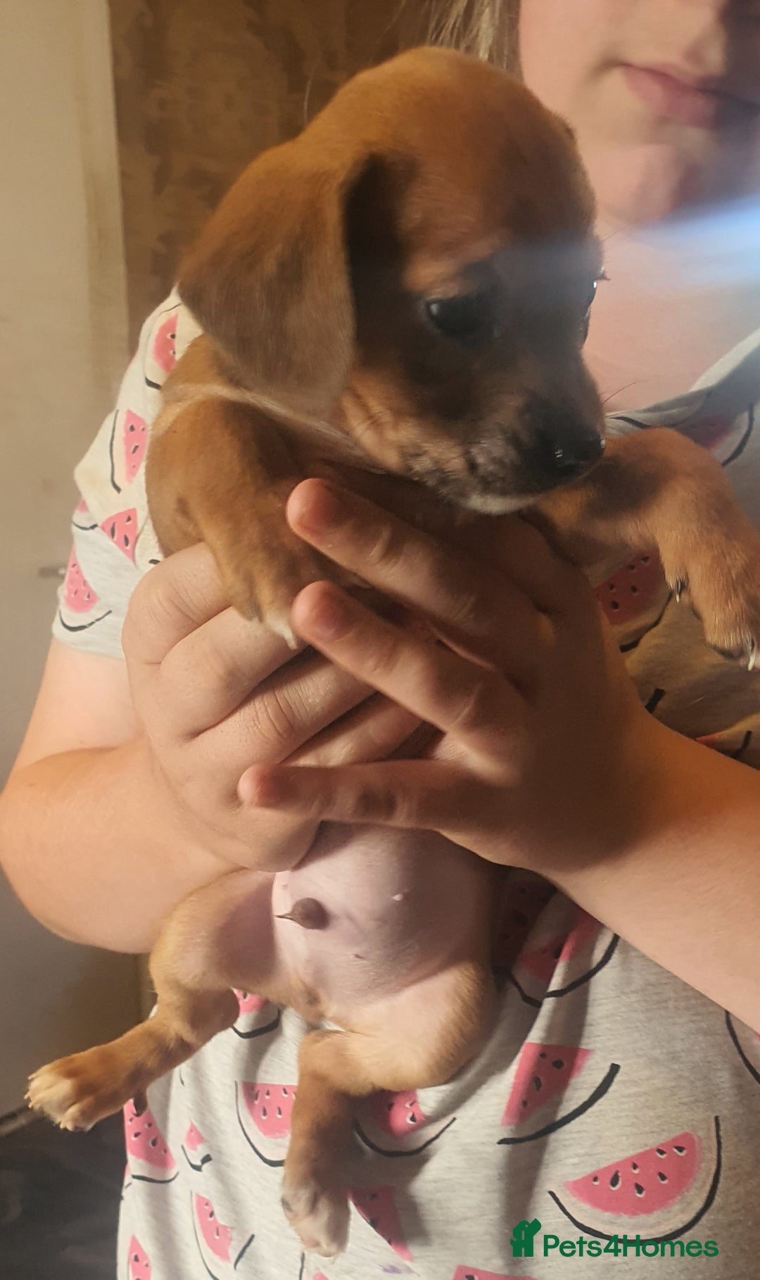 Mixed Breed dogs for sale: Dashound x shih tuz  - Image 5