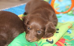 Miniature Dachshund dogs for sale: Top quality long haired miniature dachshunds - Image 10