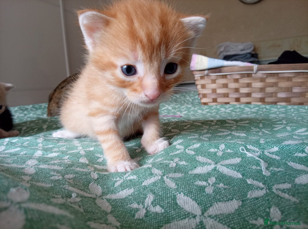 Mixed Breed cats for sale: 6 Gorgeous Kittens Looking for Forever Homes  - Image 10