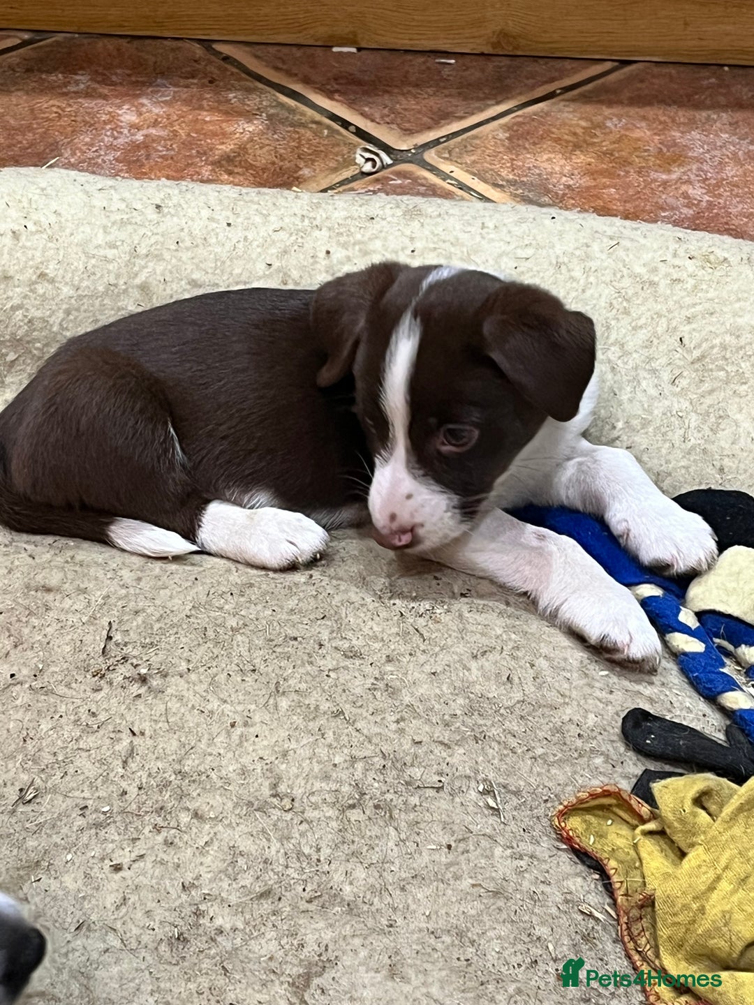 Mixed Breed dogs for sale: Beautiful mixed breed pups - Advert 6