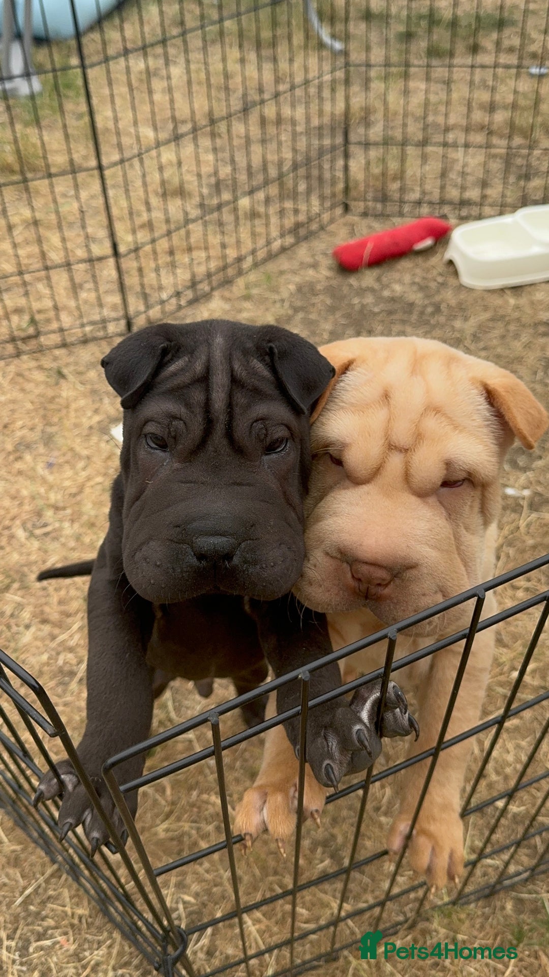 Shar Pei dogs for sale: 2 boys left full shar pei - Image 5